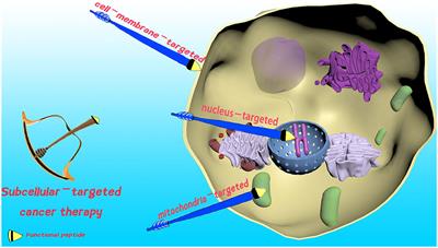 Peptide-Decorated Supramolecules for Subcellular Targeted Cancer Therapy: Recent Advances